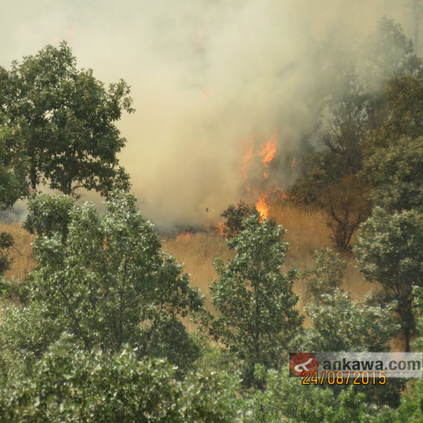 الحرائق تلتهم مئات الهكترات من غابات دهوك Index.php?action=dlattach;topic=789999